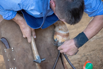 farrier working on a horse