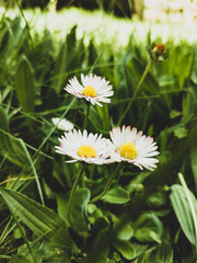 daisies flowered on a grass background