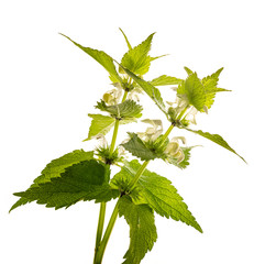 herb Lamium album - white nettle (white dead-nettle) healthy plant