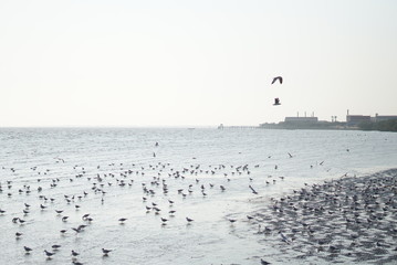 seagulls on the beach