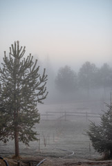 foggy morning in the countryside
