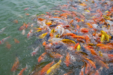 Fototapeta na wymiar Tilapia and Koi fish/Fancy carp fish swimming waiting for food in the pond.