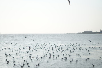 seagulls on the beach