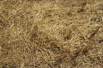 Background texture. Straw on a sloping field in spring