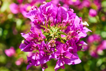 Beautiful spring flowers with purple leaves