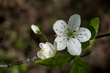 white flowers of apple tree on a dark background