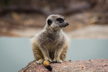 Meerkat perched on a rock.