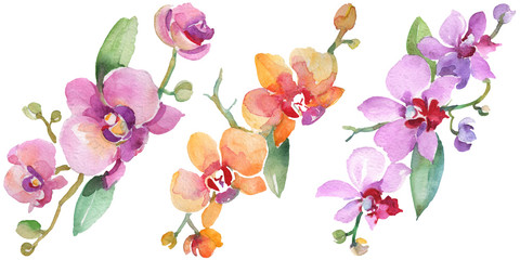Orchid bouquets floral botanical flowers. Watercolor background illustration set. Isolated orchid illustration element. - 266317424