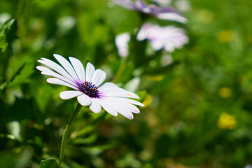 Beautiful spring daisies in the nature