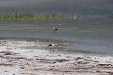 American avocets walking along a playa
