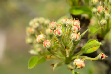 Blossom of the pear at spring length of time