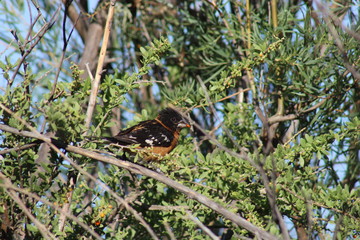 Black-headed grosbeak eating berries