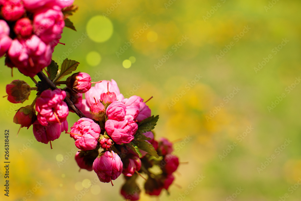 Canvas Prints young branch of sakura. macro. fresh beautiful flowers of sakura in spring on a green background. br