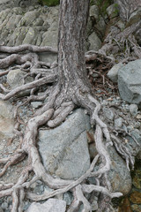 corse