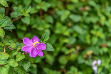 Dissotis rotundifolia has six petals