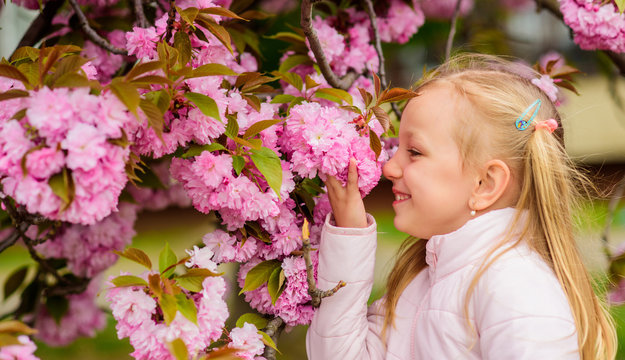 Get Rid Of Seasonal Allergy. Child Enjoy Life Without Allergy. Sniffing Flowers. Girl Enjoying Floral Aroma. Pollen Allergy Concept. Kid On Pink Flowers Sakura Tree Background. Allergy Remedy