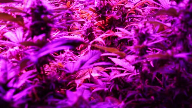 slow motion plantation of marijuana before harvest. professional indoor cannabis cultivation