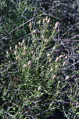 Растительность Мангыстау