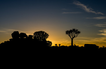 Köcherbaum bei Sonnenuntergang