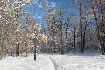 Footpath in the Moscow city Park. Trees in snow. Sunny winter day.