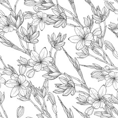 seamless pattern with hand drawn illustrations of Schizostylis. .botanical graphic drawing of kaffir lily flower. .Use for cards, textiles, backgrounds, invitations, paper, scrapbooking.