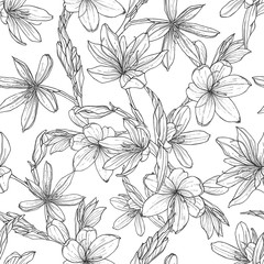 Fototapeta na wymiar seamless pattern with hand drawn illustrations of Schizostylis. .botanical graphic drawing of kaffir lily flower. .Use for cards, textiles, backgrounds, invitations, paper, scrapbooking.