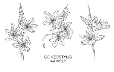 set with isolated hand drawn illustrations of Schizostylis. .botanical graphic line art of kaffir lily flower. .Use for cards, textiles, backgrounds, invitations, paper, scrapbooking.