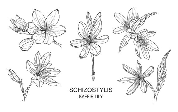 set with isolated hand drawn illustrations of Schizostylis. .botanical graphic line art of kaffir lily flower. .Use for cards, textiles, backgrounds, invitations, paper, scrapbooking.