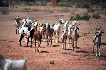 L"élevage domestique au Burkina 