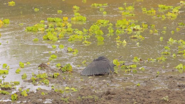 Black heron fishing in a pond with his canopy umbrella trick.