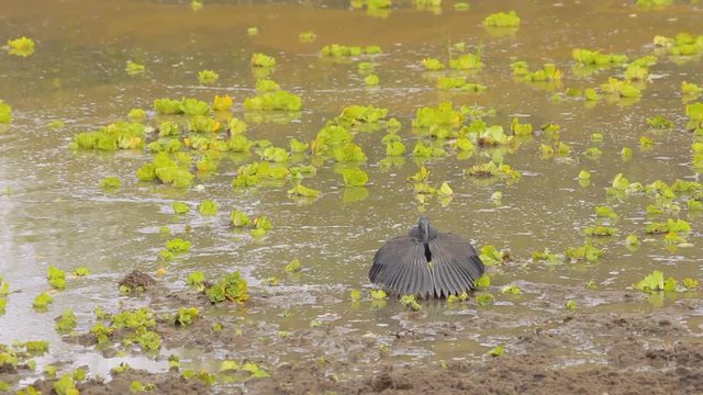 Black heron walking in a pond in Tanzania trying to catch a fish with his canopy trick. Umbrella bird.