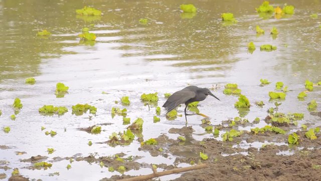 Black heron doing his canopy trick while fishing.
