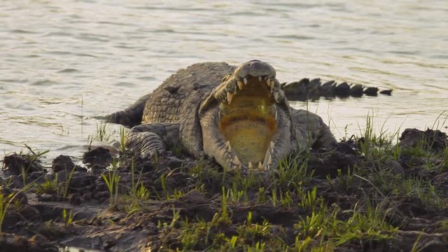 Slide shot of a crocodile with an open mouth in a river of Tanzania.