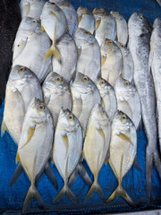 Big fish on the counter on blue background, Kochi, Kerala, India