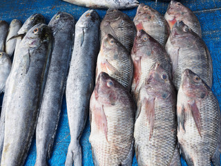 Obraz premium Big fish on the counter on blue background, Kochi, Kerala, India