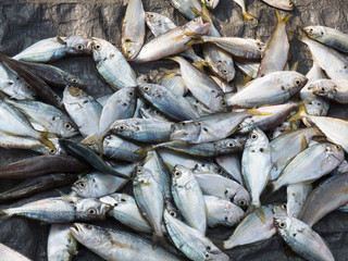 Fototapeta premium Morning catch of fresh fish on a black background Kochi, Kerala, India