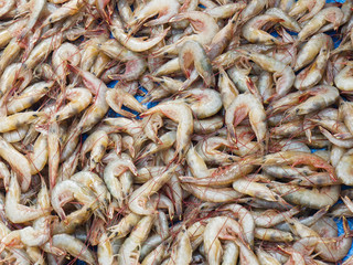 Morning catch of fresh shrimp on a blue background, Kochi, Kerala, India