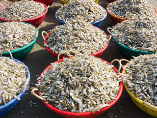 Fishing baskets with fresh small fish on the sand, Kochi, Kerala, India