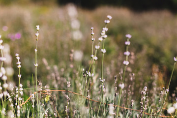 Beautiful lavender flowers in sunny light in meadow. Lavender field in mountains. Aroma herbs. Atmospheric calm rural image. Space for text
