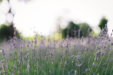 Beautiful lavender flowers closeup in sunny morning light in meadow. Lavender field in mountains. Aroma herbs. Atmospheric calm rural image. Space for text