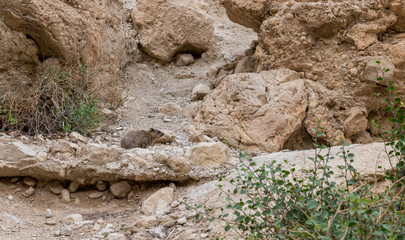 Rock hyrax in ein gedi israel