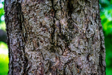 bark of a tree in the woods