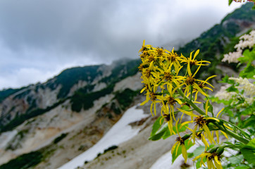 Fototapeta premium 白馬岳 高山植物