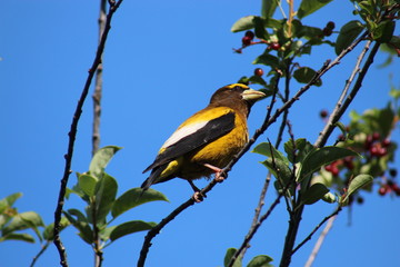 Evening grosbeak in choke cherries