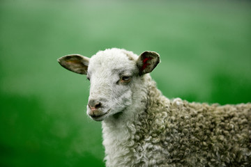 Primer plano de la cabeza de una oveja de raza vasca Latza
