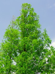 新緑のメタセコイアと青空