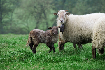 Madre y cria de ovejas vascas de la raza latza pastando en un campo verde