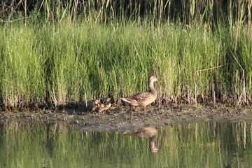 Mother and baby ducks wading through mud