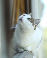 Naklejka premium cat enjoy first spring sun ray close up photo on open balcony window