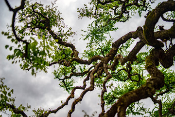 Fototapeta premium drzewo wiosną, północna część Morza Śródziemnego